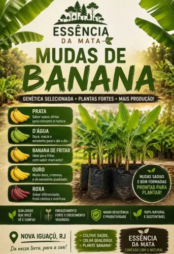 Mudas De Bananeiras