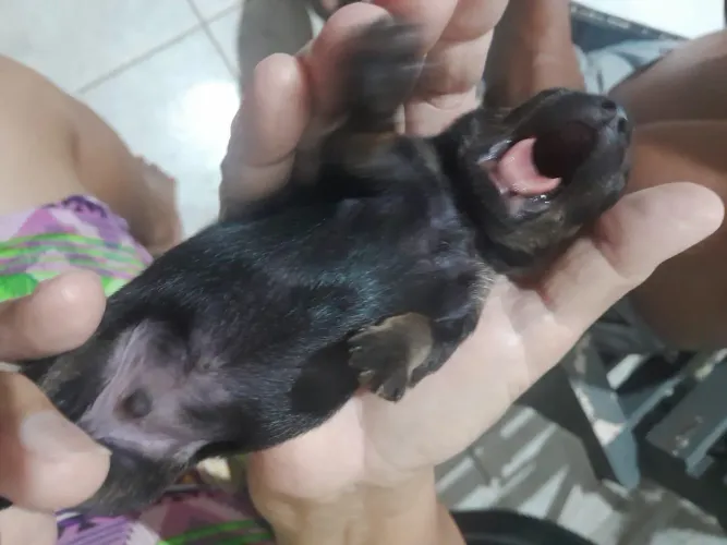 Cachorro pinscher tamanho 2 filhote.