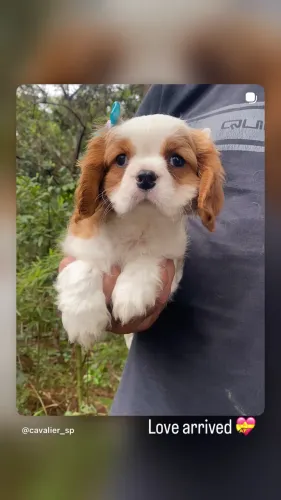 Cavalier lindos filhotes ambas cores imagens reais 