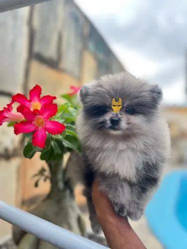 Lulu Merle Fêmea