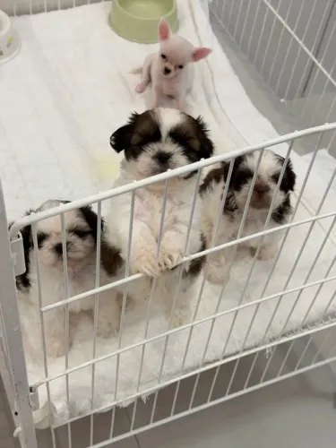 Shih Tzu Um filhote para quem gosta de pets marcantes