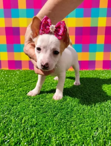 PINSCHER Uma Mini Dama
