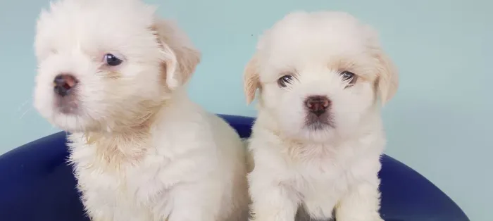 VENDO SHIH TZU....... MACHO.....