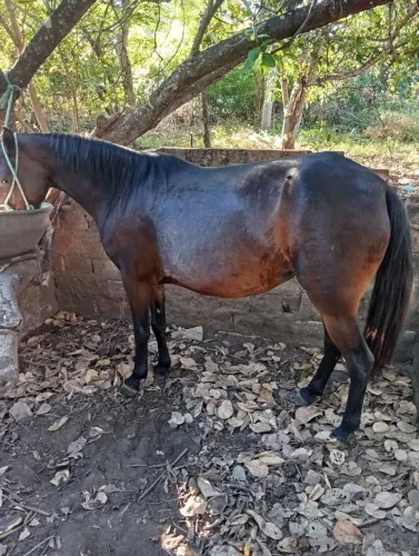 Égua prenha perto de Pari muito mança