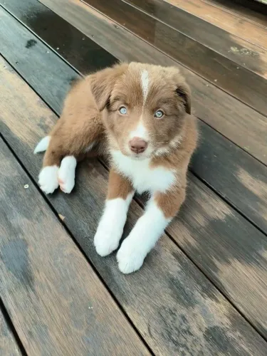 Border Collie pequeno dono do quintal