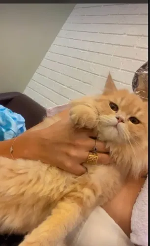 Gata perça 6 meses