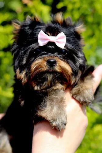 Yorkshire Uma opção especial para quem procura um novo pet