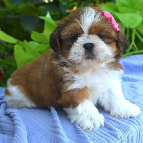 Lhasa Apso fofo demais