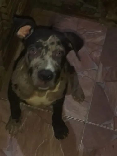 Vende-se pit moster