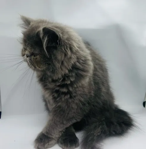 Gato Persa Fêmea 