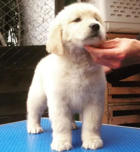 Filhotes de Golden Retriever | Um pet que esbanja charme.