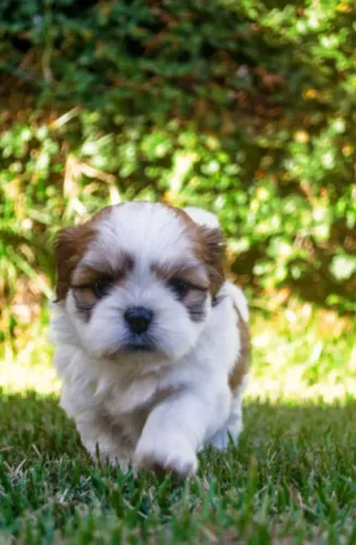 Encantadores Filhotes de Shih Tzu - Carinho, Elegância e o Companheiro Perfeito