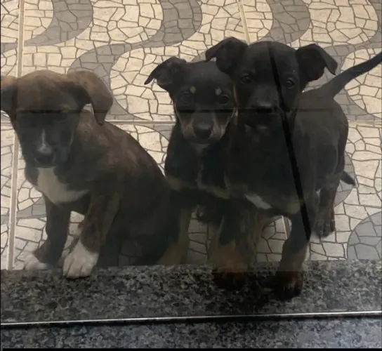 Doação filhotes porte grande 