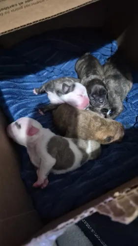 American bully micro