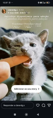Doação filhotes de gato