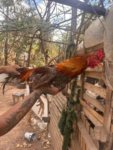 Galo