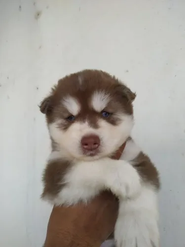 Filhotes de Husky siberiano