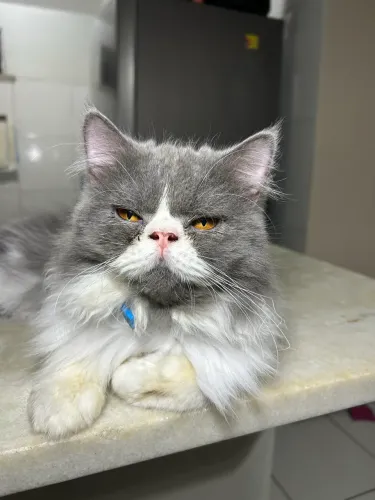 Gato persa