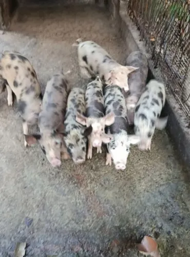 Estou doando Leitão caipira