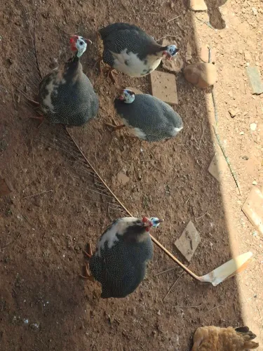 Vendo lindas galinhas da Angola- Machos