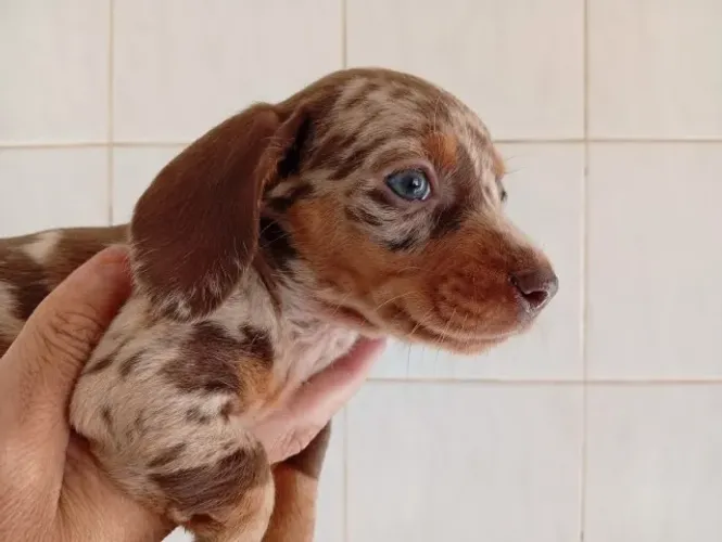filhotinhos de salsicha dachshund basset em ate 12x cartao