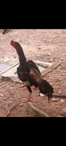 Vendo galo Mura puro sangue porte grande