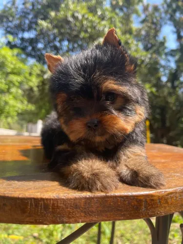 Yorkshire terrier mini femea favor ler o anúncio
