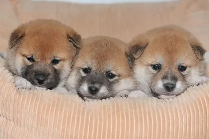 Shiba Inu pronta entrega