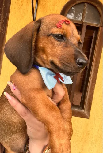 Dachshund Teckel pelo curto na cor caramelo macho