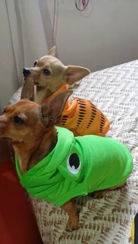 Roupas Pets