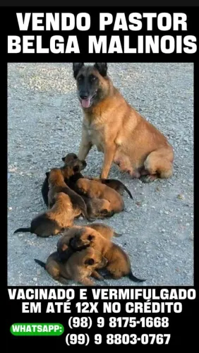 Vendo pastor belga puro