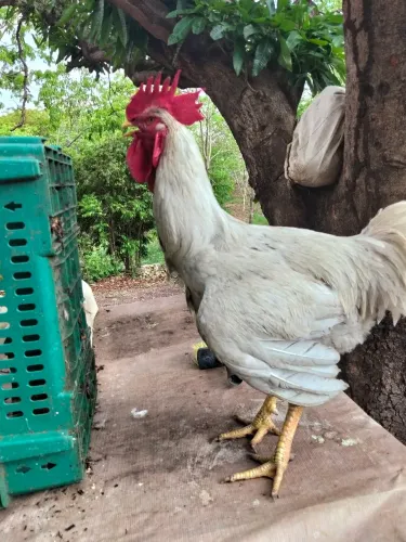 GALO GSB