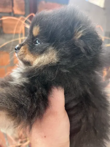 Filhote macho de Spitz alemão anão