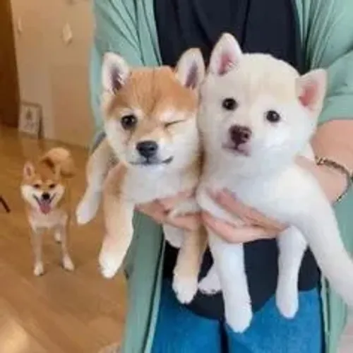 Shiba Inu Filhotes