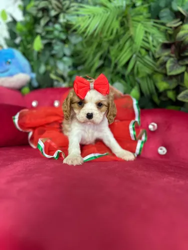 CAVALIER KING CHARLES SPANIEL PREMIUM!!!