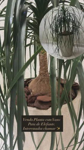 Vaso com planta - Pata de Elefante