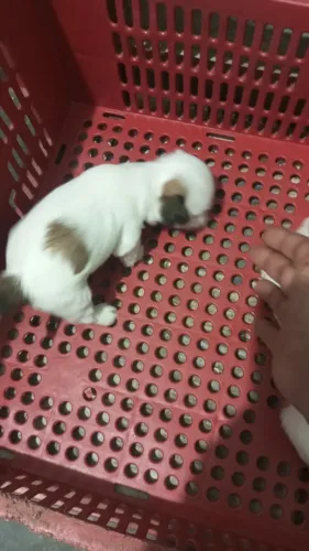 Filhotes de shih tzu