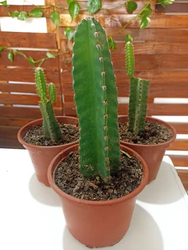 Vendo cacto castelo