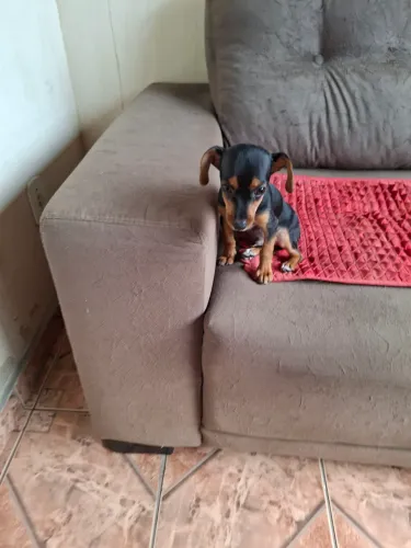 LINDO FILHOTE PINCHER!!!