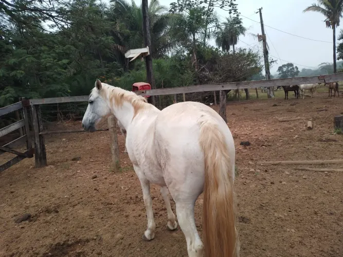 Vende-se égua muito dócil 