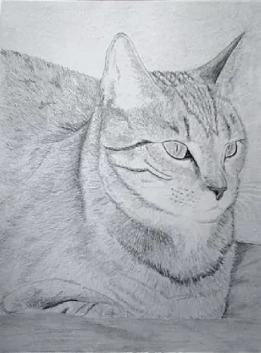 Desenho de Gato