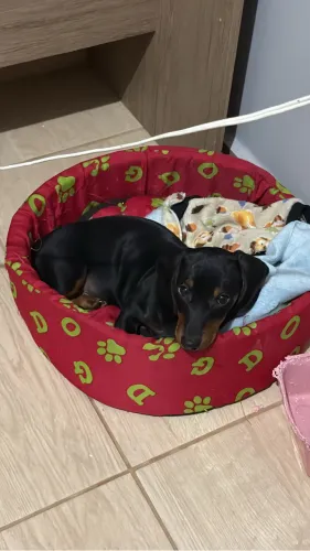 Cachorro salsinha 
