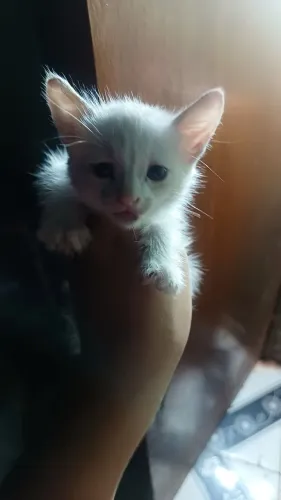 Gatinha fêmea 