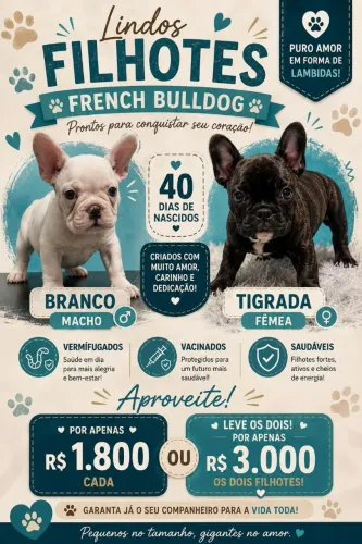 Filhote de Buldogue Francês