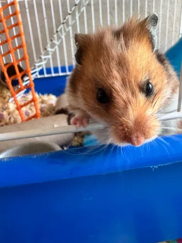 Hamster 
