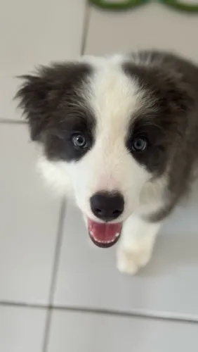 FILHOTE DE BORDER COLLIE