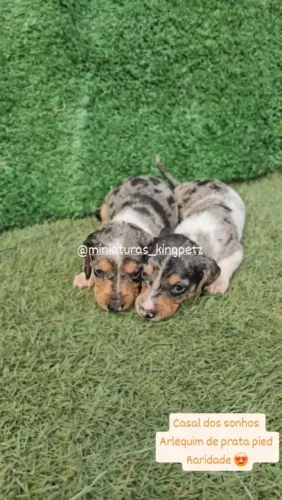 Dachshund Miniatura ( Raridade! ) Arlequim de prata pied