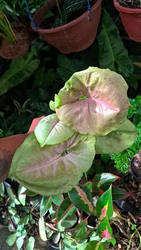 Mudas de Plantas: Syngonium - Singônio