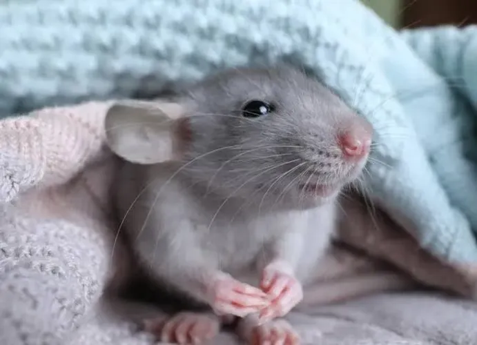 Rato twister mercol dumbo