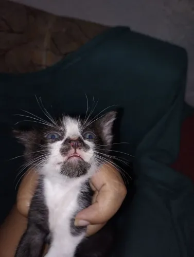 Doamos dois gatinhos machos